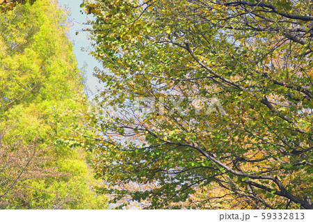 桂の紅葉 桂の紅葉 59332813