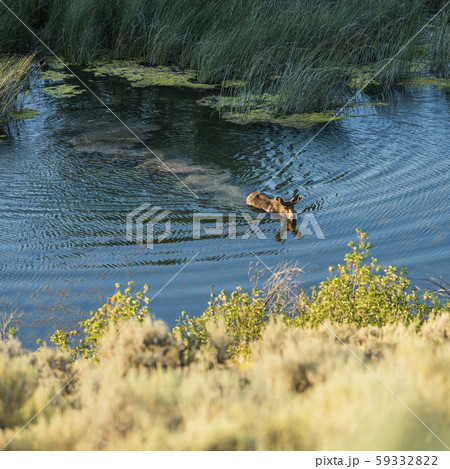 Moose swimming across river in Picabo, Idaho, USA Moose swimming across river in Picabo, Idaho, USA 59332822