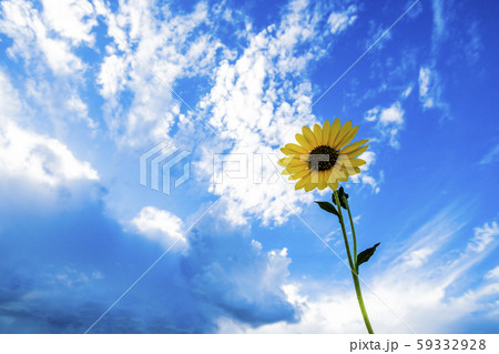 Sunflower against cloudscape 59332928