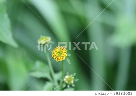 秋 コセンダングサ(小栴檀草)が綺麗です! 秋 コセンダングサ(小栴檀草)が綺麗です! 59333002