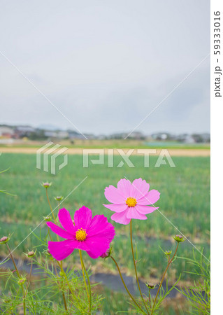 あぜ道の風景 59333016