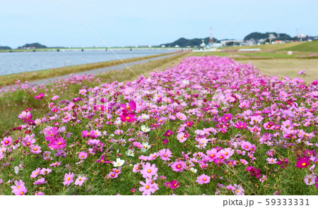 コスモスの絨毯 コスモスの絨毯 59333331