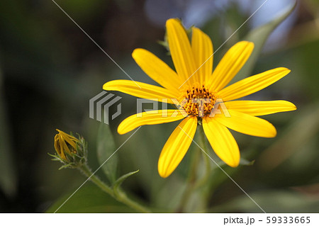 菊芋の花 59333665