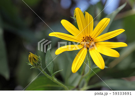 菊芋の花 菊芋の花 59333691