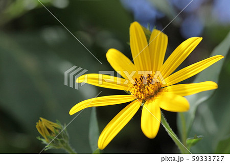 菊芋の花 菊芋の花 59333727