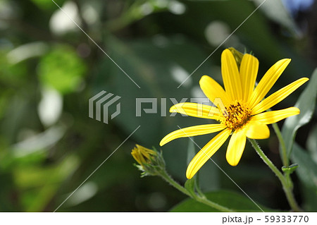 菊芋の花 菊芋の花 59333770