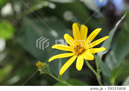 菊芋の花 59333808
