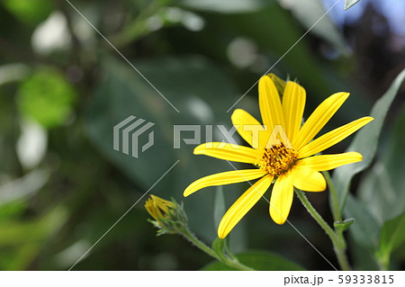 菊芋の花 菊芋の花 59333815
