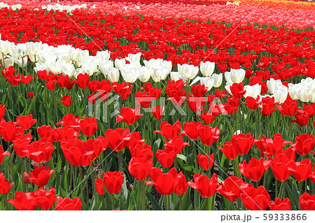 チューリップ畑 59333866