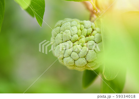 Sugar apple or custard apple on tree in the garden Sugar apple or custard apple on tree in the garden 59334018