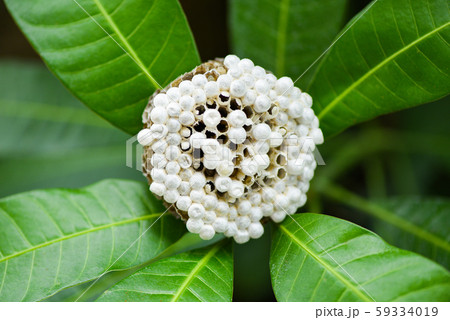 wasp nest on tree nature background or hornet nest wasp nest on tree nature background or hornet nest 59334019