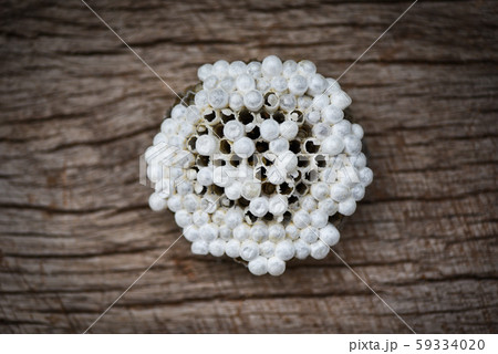 wasp nest or hornet nest with larva on wooden wasp nest or hornet nest with larva on wooden 59334020