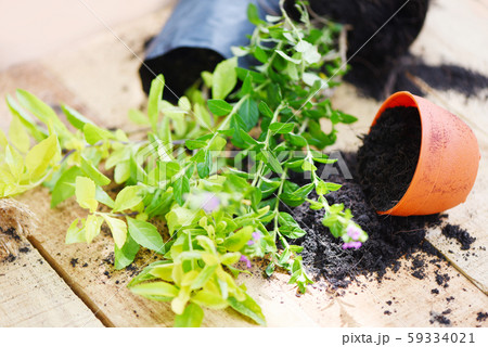 Planting flowers in pot with soil on wooden 59334021