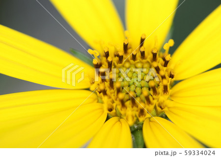 菊芋の花 59334024
