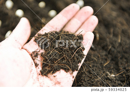 soil on hand farmer for planting plants in farming 59334025