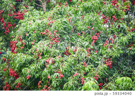 Fresh ripe lychee fruit hang on the lychee tree in 59334040