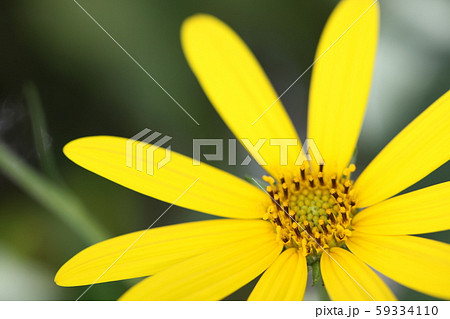 菊芋の花 菊芋の花 59334110