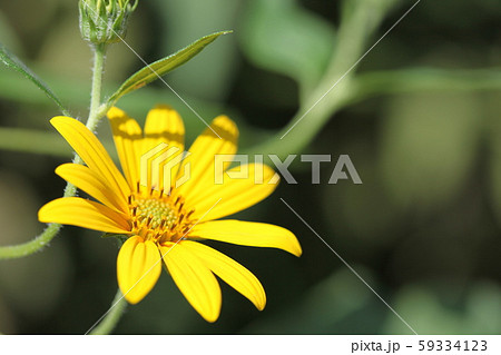 菊芋の花 菊芋の花 59334123
