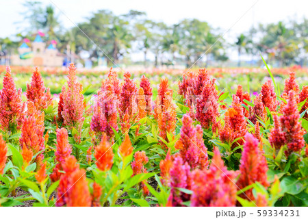Orange plumed cockscomb or Celosia argentea Orange plumed cockscomb or Celosia argentea 59334231