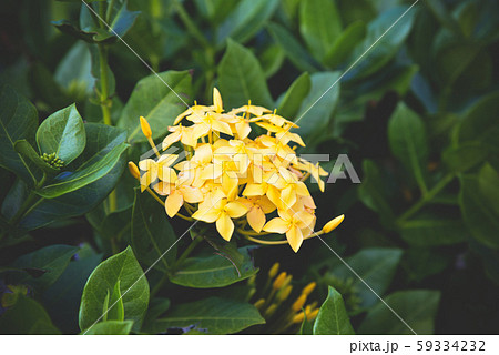 King Ixora yellow flower blooming in the garden 59334232