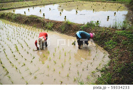 Farmer planting on the organic paddy rice farmland Farmer planting on the organic paddy rice farmland 59334233