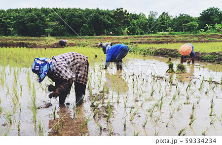 Farmer planting on the organic paddy rice farmland 59334234