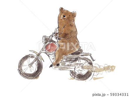 バイクに乗る熊 のイラスト素材