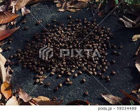 落葉 韓国 アジア 59334489