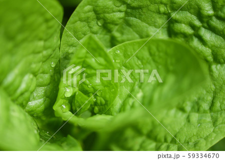 Close up of nature green leaves in the garden with Close up of nature green leaves in the garden with 59334670