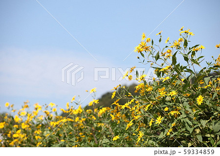 菊芋の花 59334859