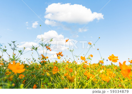 森 木 旅行 59334879