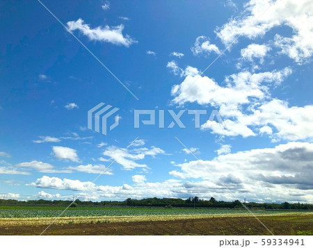 キャベツ畑 キャベツ畑 59334941