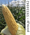 もぎたて生スイートコーン 59334942