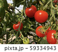 真っ赤なミニトマト 59334943