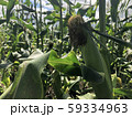とうもろこし 59334963