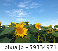 ひまわり畑 59334971