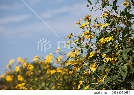 菊芋の花 菊芋の花 59334994