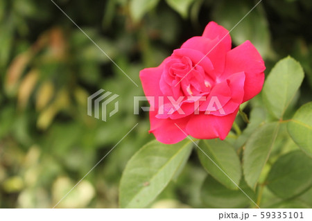 バラ 花 薔薇 白 バラ 花 薔薇 白 59335101