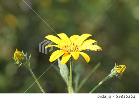 菊芋の花 59335252