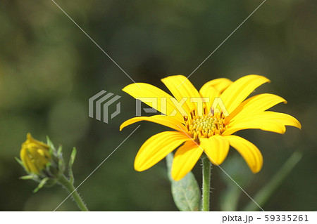菊芋の花 59335261