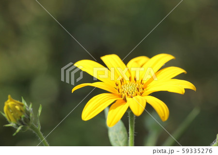 菊芋の花 59335276