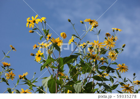 菊芋の花 59335278