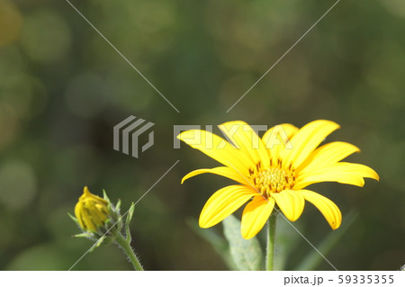 菊芋の花 菊芋の花 59335355