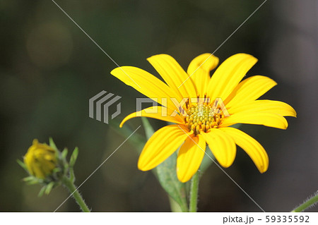 菊芋の花 菊芋の花 59335592