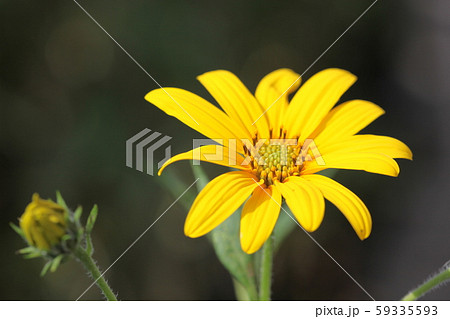 菊芋の花 59335593