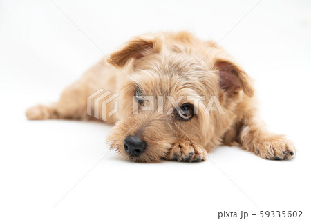 ノーフォークテリア犬 59335602