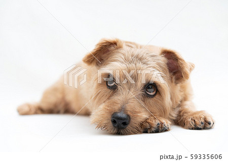 ノーフォークテリア犬の写真素材