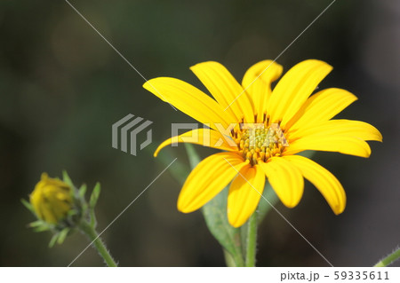 菊芋の花 菊芋の花 59335611