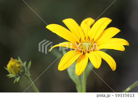 菊芋の花 菊芋の花 59335613