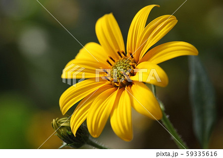 菊芋の花 菊芋の花 59335616